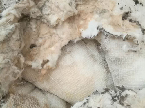 白蚁啃食的棉被