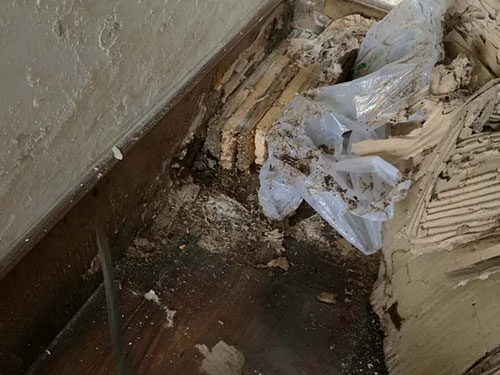室内家具遭白蚁危害
