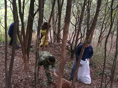 树木进行白蚁防治2